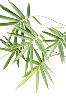 Bamboo Bouquet Fine Art Print