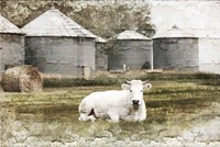 White Cow Fine Art Print