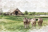 Cows Fine Art Print