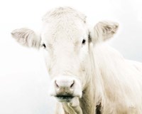 Cow II Fine Art Print
