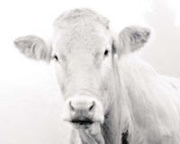 Cow III Fine Art Print