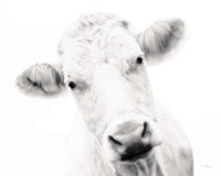 Cow IV Fine Art Print