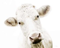 Cow V Fine Art Print