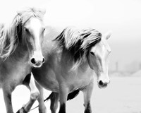 Horse II Fine Art Print