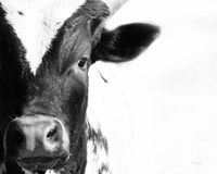 Cow VI Fine Art Print