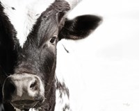 Cow VII Fine Art Print