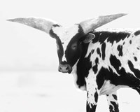 Longhorn III Fine Art Print