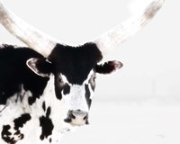 Longhorn IV Fine Art Print