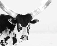 Longhorn V Fine Art Print