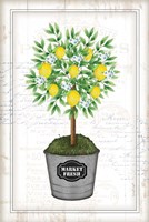 Lemon Topiary Framed Print