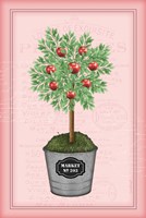Apple Topiary - Pink Framed Print