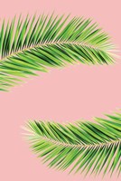 Pink Palm II Fine Art Print