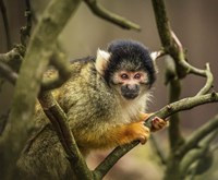 Cute Monkey II Fine Art Print