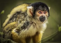 Cute Monkey III Fine Art Print
