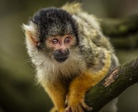Cute Monkey IV Fine Art Print