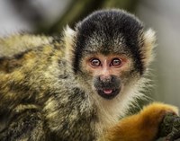 Cute Monkey V Fine Art Print