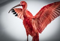 Red Bird V Fine Art Print