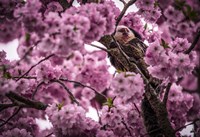 Blossem Tree Monkey Fine Art Print