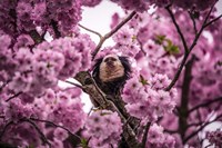 Blossem Tree Monkey II Fine Art Print