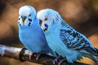 Blue Birds Fine Art Print