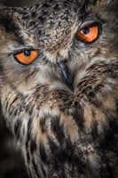 Owl Close Up Fine Art Print
