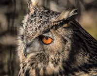 Owl Close Up II Fine Art Print