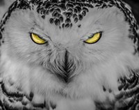 Evil Owl II Black & White Fine Art Print