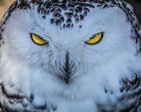 Evil Owl II Fine Art Print