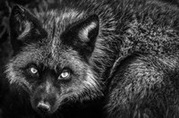 Silver Fox II Black & White Fine Art Print