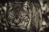 Lynx Front Sepia Fine Art Print
