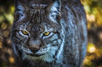 Lynx Front Fine Art Print