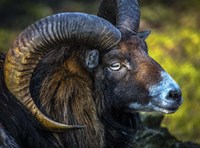 The Ram Fine Art Print