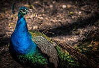 Peacock II Fine Art Print