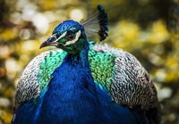 Peacock III Fine Art Print