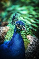 Peacock V Fine Art Print