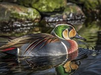 Colorfull Duck II Fine Art Print