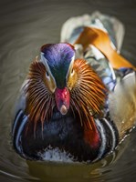 Mandarin Duck II Fine Art Print
