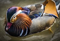 Mandarin Duck III Fine Art Print