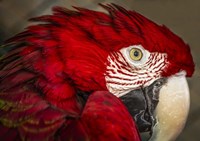 Ara Parrot Close Up Fine Art Print