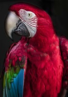 Ara Parrot Fine Art Print
