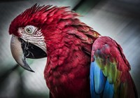 Ara Parrot II Fine Art Print