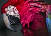 Ara Parrot Close Up II Fine Art Print