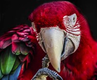 Ara Parrot  III Fine Art Print