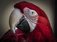Ara Parrot Close Up III Fine Art Print