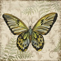 Butterfly Daydreams - A Framed Print