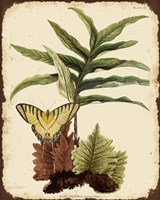 Ferns On Vintage Tin - E Fine Art Print