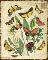 Natures Beauty Fine Art Print