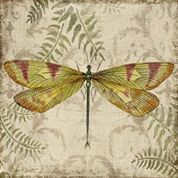 Dragonfly Daydreams - A Framed Print