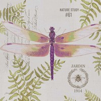 Botanical Dragonfly C Framed Print