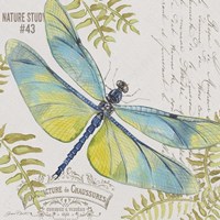 Botanical Dragonfly D Framed Print